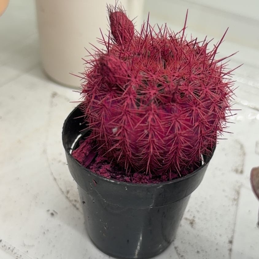 Photo of the plant species Kosmik Kaktus-a Special Cactus A by @BabyHairycereus named Kobe on Greg, the plant care app