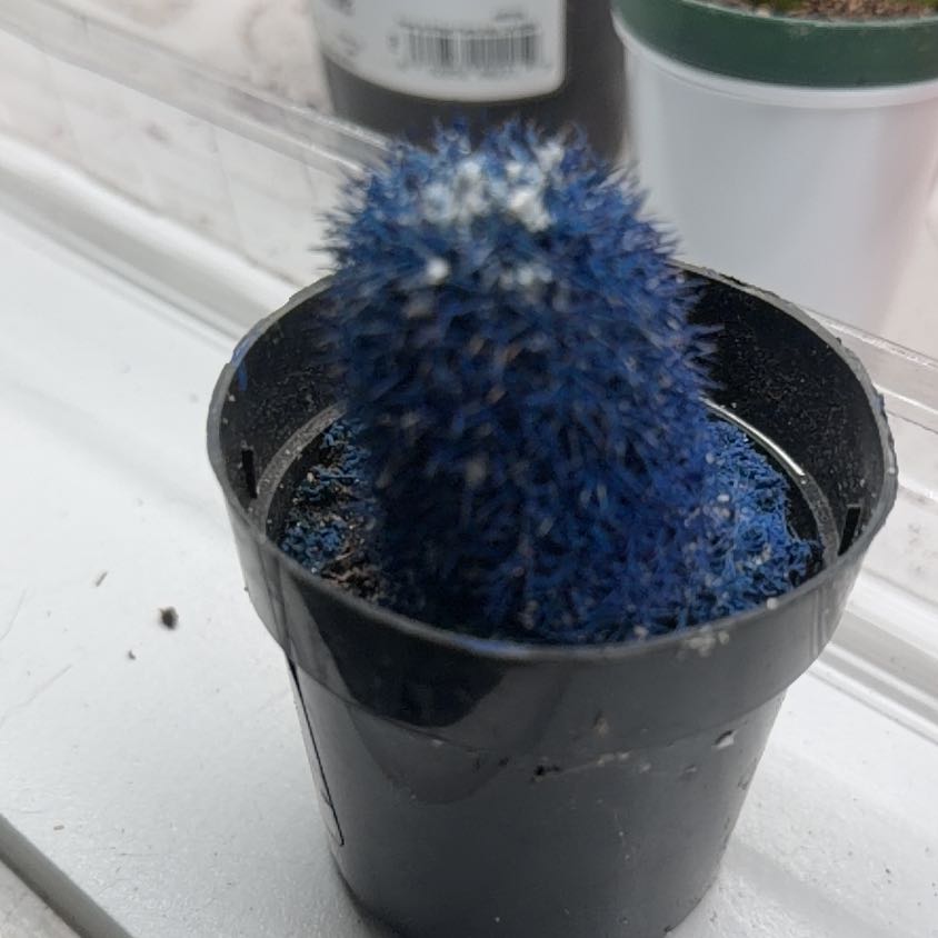 Photo of the plant species Kosmik Kaktus-a Special Cactus A by @BabyHairycereus named Gregarious on Greg, the plant care app