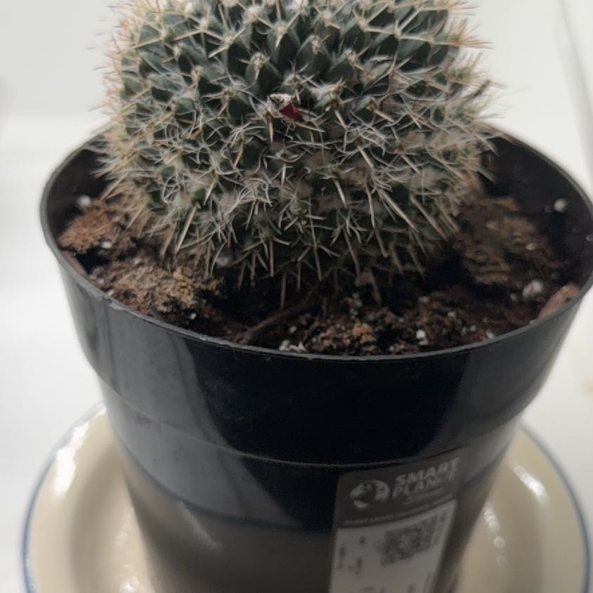 Photo of the plant species Silver Arrows Cactus by @BabyHairycereus named Mochi on Greg, the plant care app