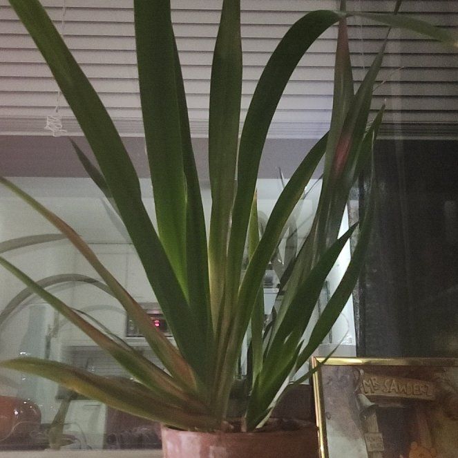 Photo of the plant species Walking Iris by @PiousGinseng53 named Curie on Greg, the plant care app