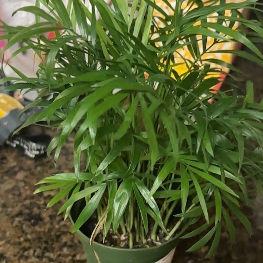 Photo of the plant species neantha bella palm by @BrawnyKurrajong named Queen on Greg, the plant care app