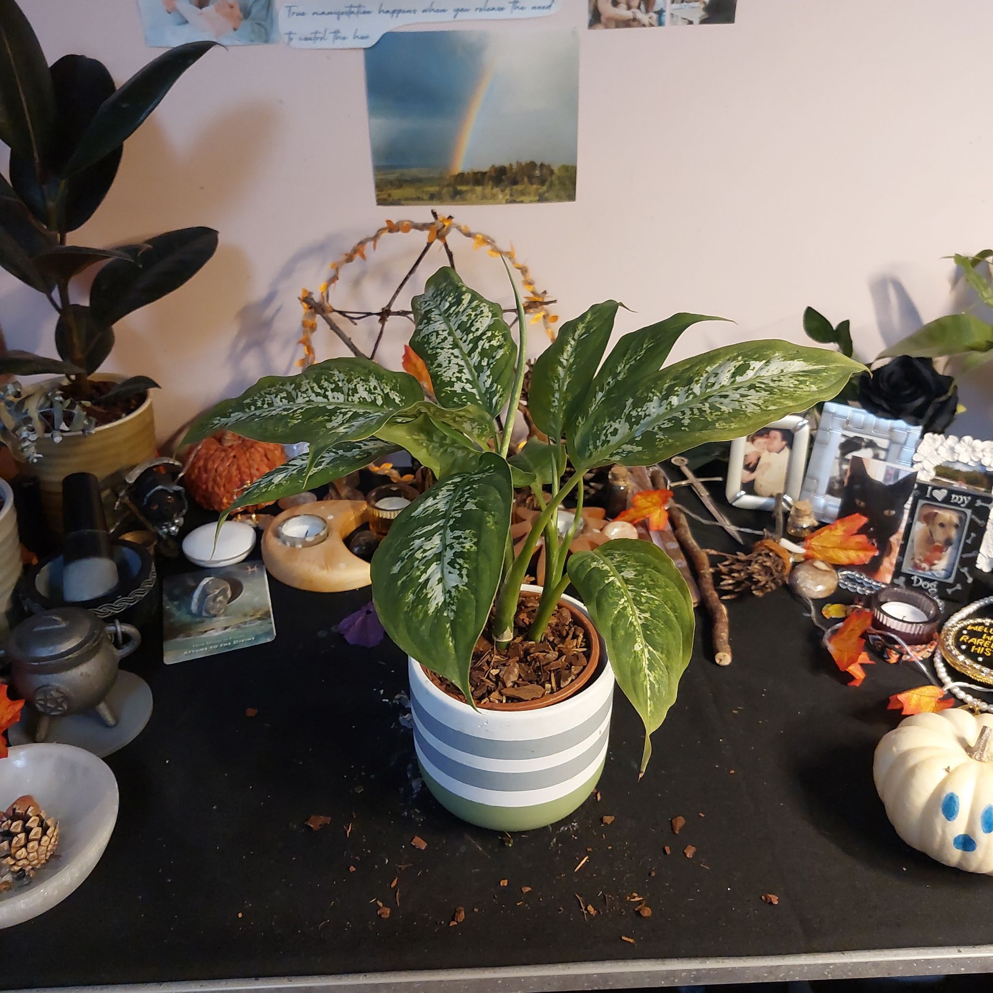 Photo of the plant species Dieffenbachia 'Tropic Snow' by @CozyWartyspurge named Jon on Greg, the plant care app