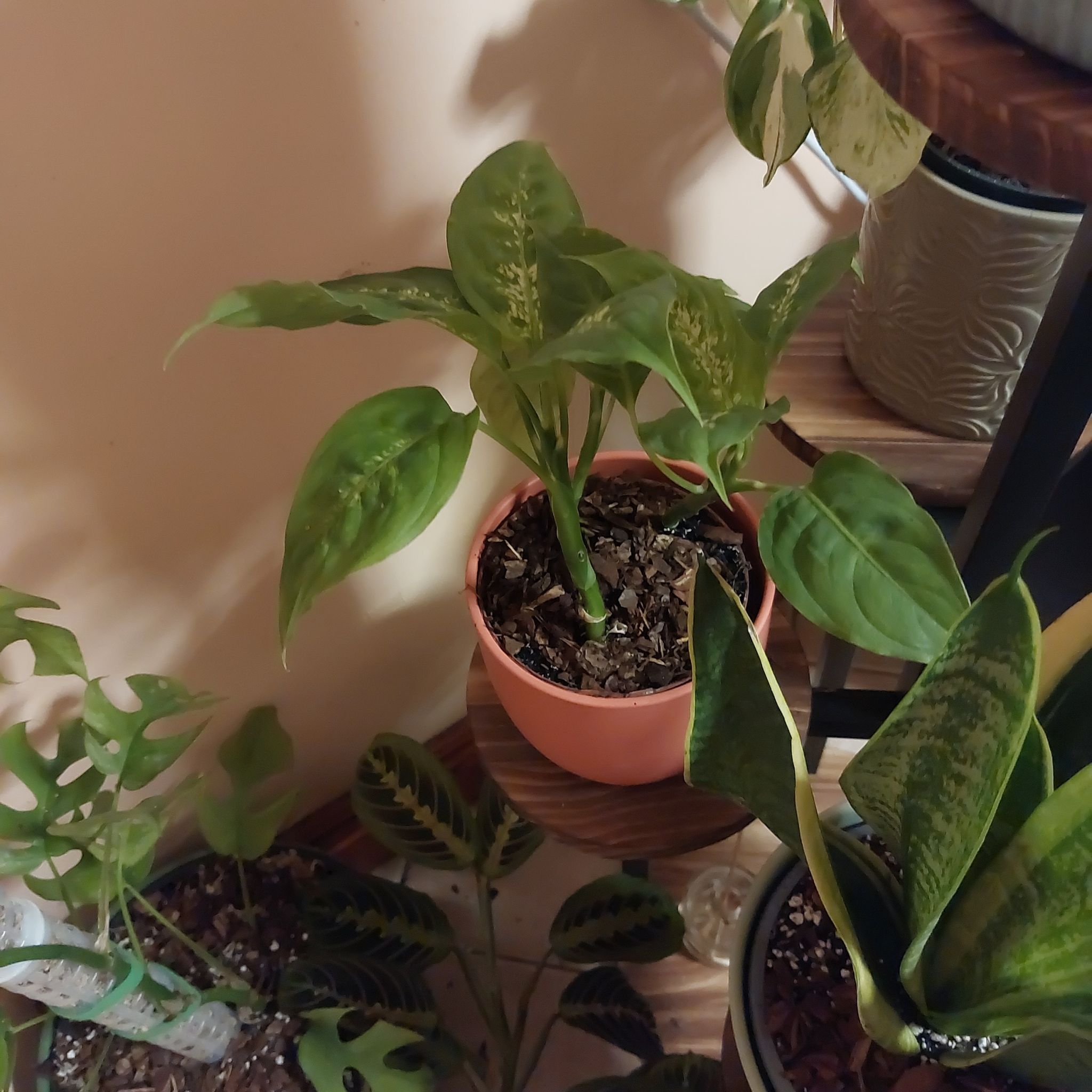 Photo of the plant species Dieffenbachia 'Tropic Snow' by @CozyWartyspurge named Take Black on Greg, the plant care app
