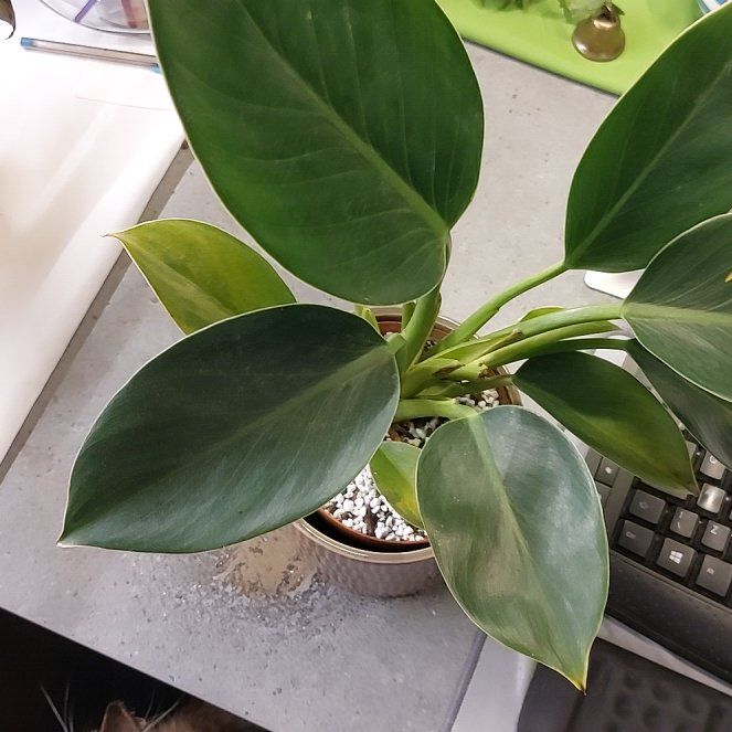 Photo of the plant species Green Princess by @CozyWartyspurge named Persephone on Greg, the plant care app
