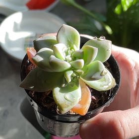 Photo of the plant species Ghosty by @TryCatpalm84 named Gates on Greg, the plant care app