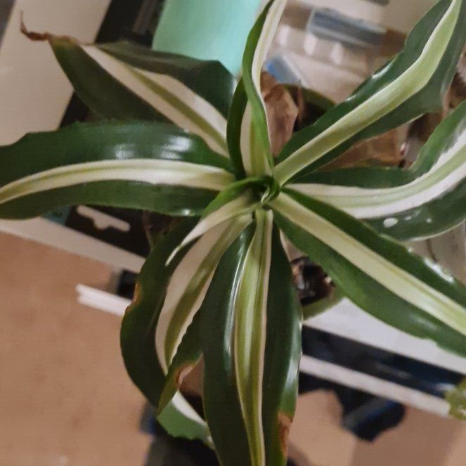 Photo of the plant species Dracaena Kanzi by @SubstantLychee named Beckham on Greg, the plant care app