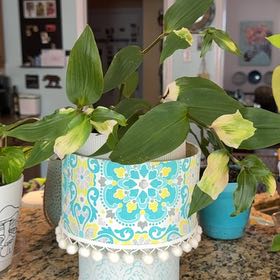 Photo of the plant species Tradescantia Blushing Bride by @JocundPurei named Doja Cat on Greg, the plant care app