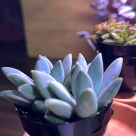 Photo of the plant species Moonsilver Succulent by @LadyPincherry named Ronaldo on Greg, the plant care app