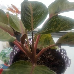 Photo of the plant species Aglaonema 'Golden Fluorite' by @FieryGreenalder named Harmony on Greg, the plant care app