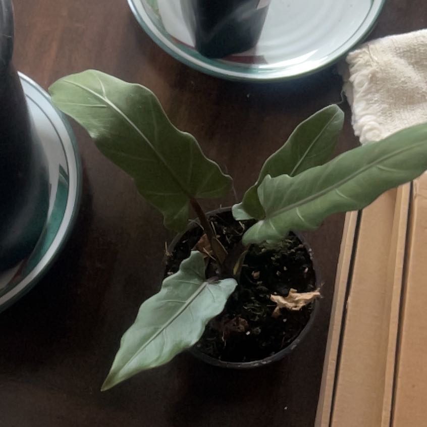 Photo of the plant species Purple Sword by @FieryGreenalder named Surya on Greg, the plant care app