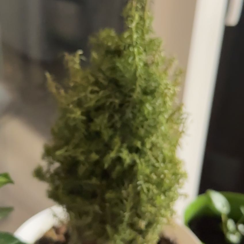 Photo of the plant species Chamaecyparis thyoides var. henryae by @MercifulPuka92 named Kobe on Greg, the plant care app