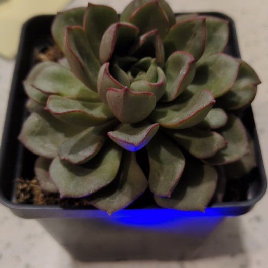 Photo of the plant species Echeveria 'Moranii' by @HeroSlenderrush named Arachne on Greg, the plant care app