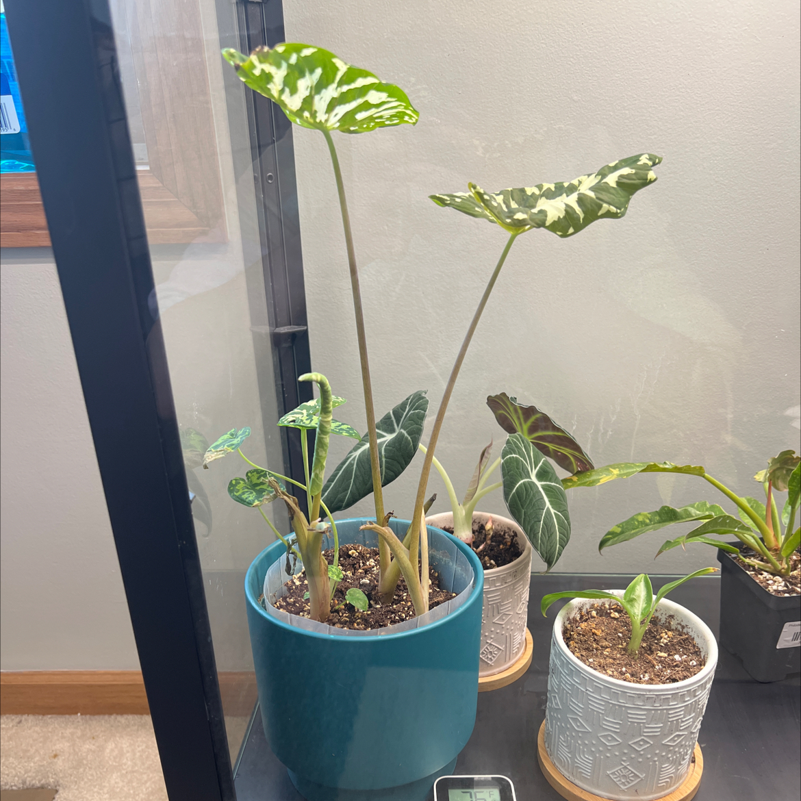 Caladium Hilo Beauty plant in a blue pot with other plants in smaller pots. Soil visible.