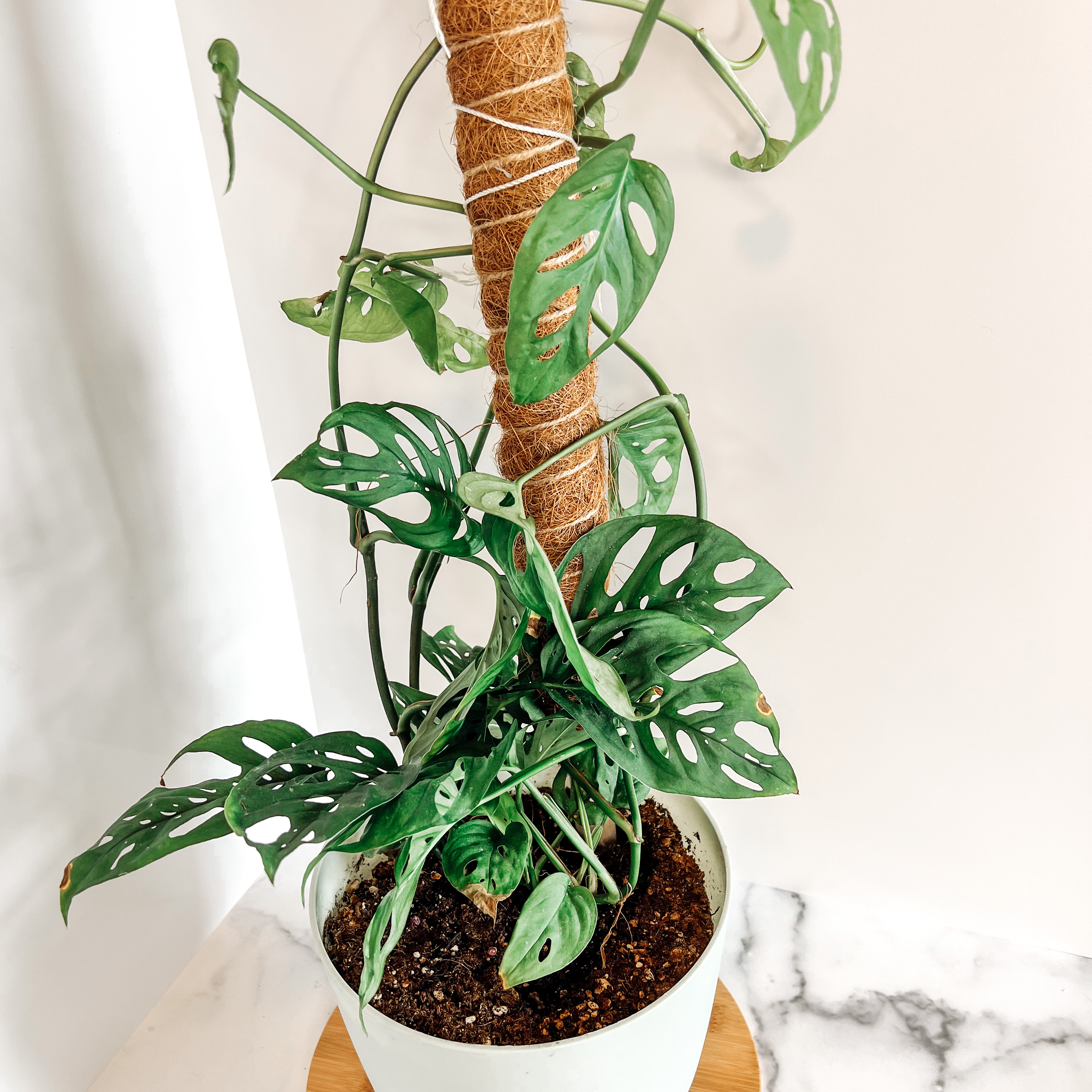 Monstera adansonii 'Laniata' climbing a support pole in a pot with visible soil.