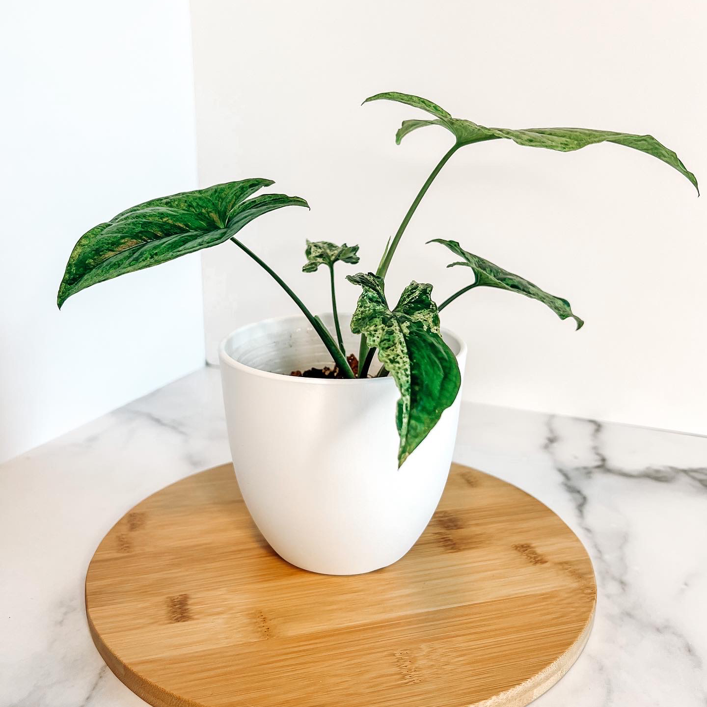 Syngonium podophyllum 'Mojito' plant in a white pot on a wooden surface.