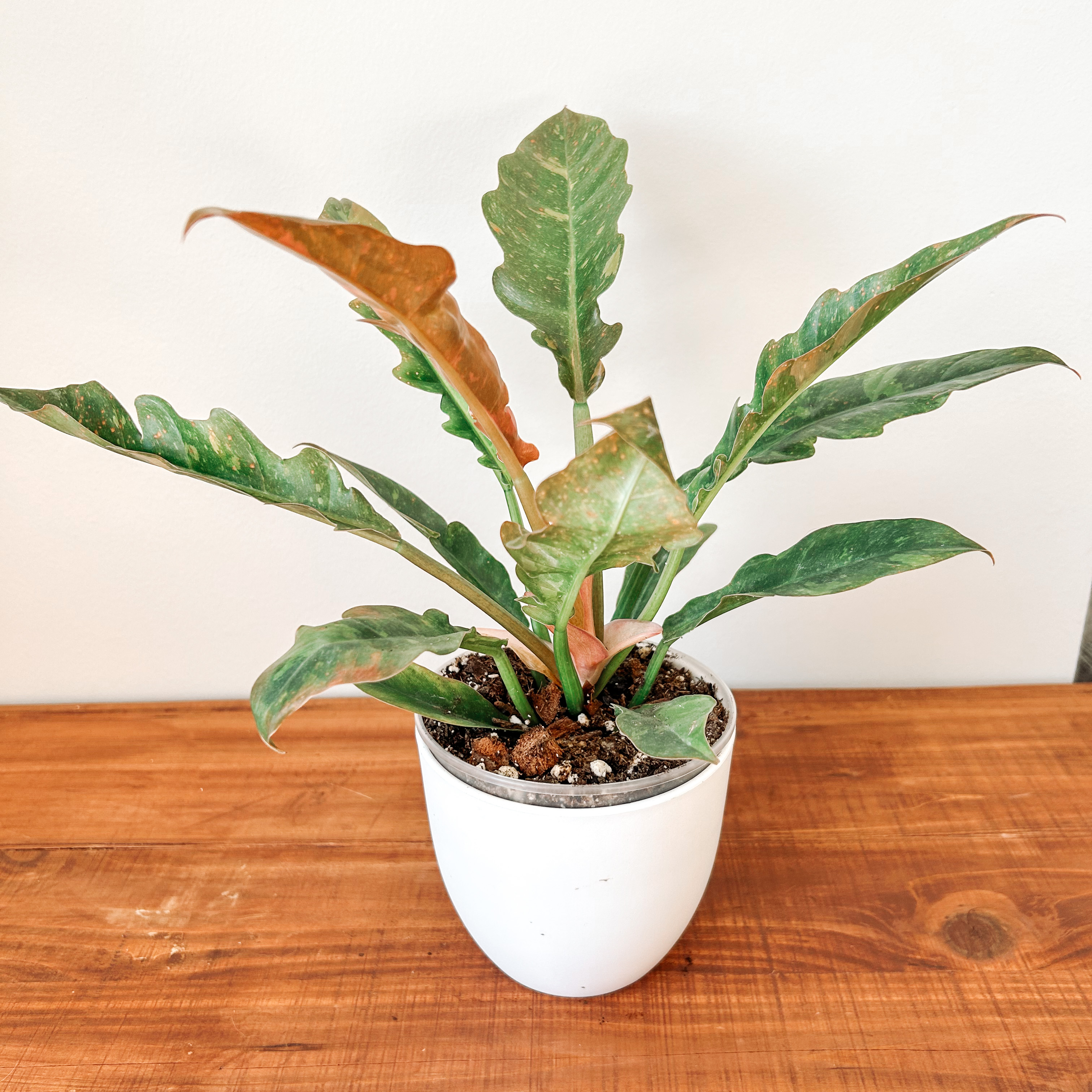 Philodendron 'Ring of Fire' plant in a white pot with some leaf browning, placed on a wooden surface.