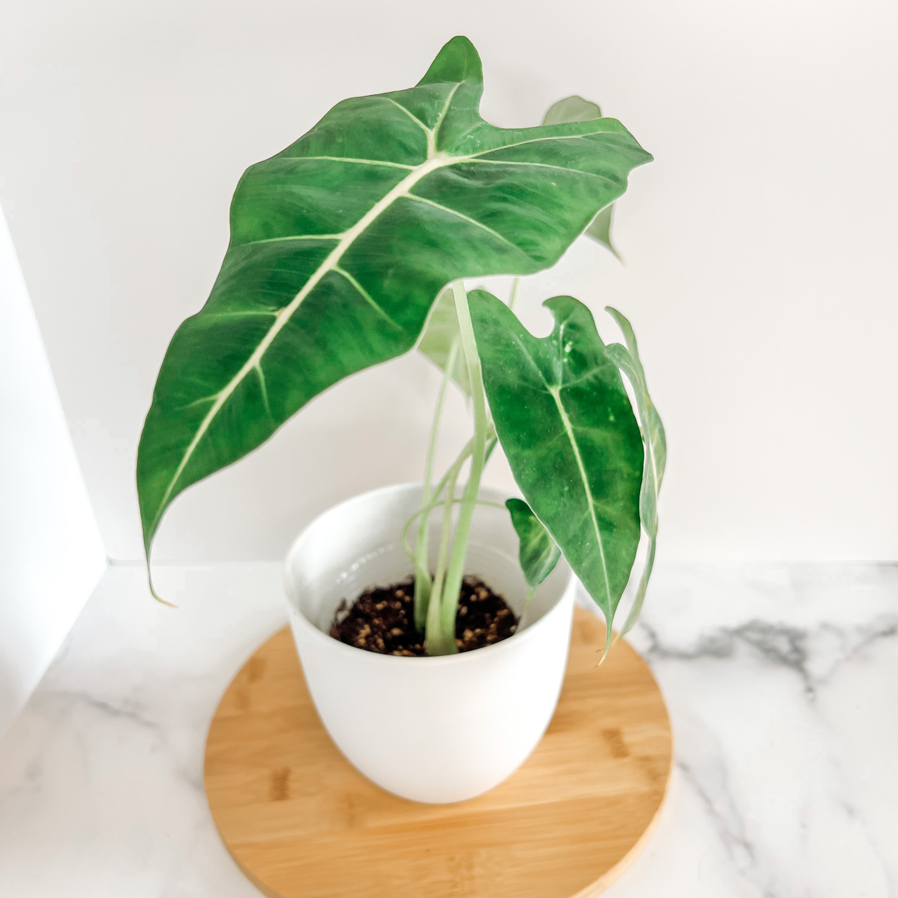 Green Velvet Alocasia plant in a white pot on a wooden base with healthy green leaves.