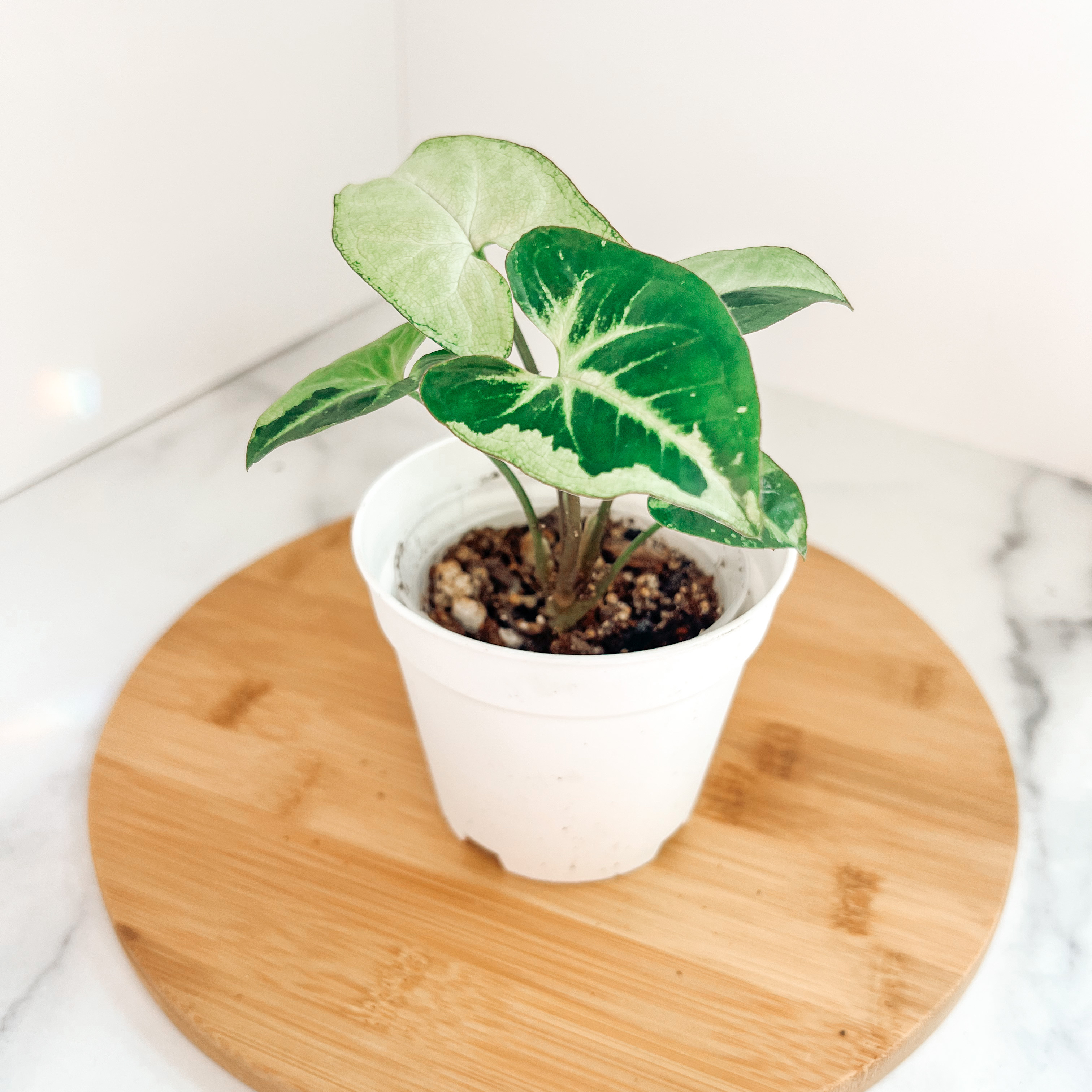 Syngonium Panda plant in a white pot on a wooden surface, showing healthy variegated leaves.