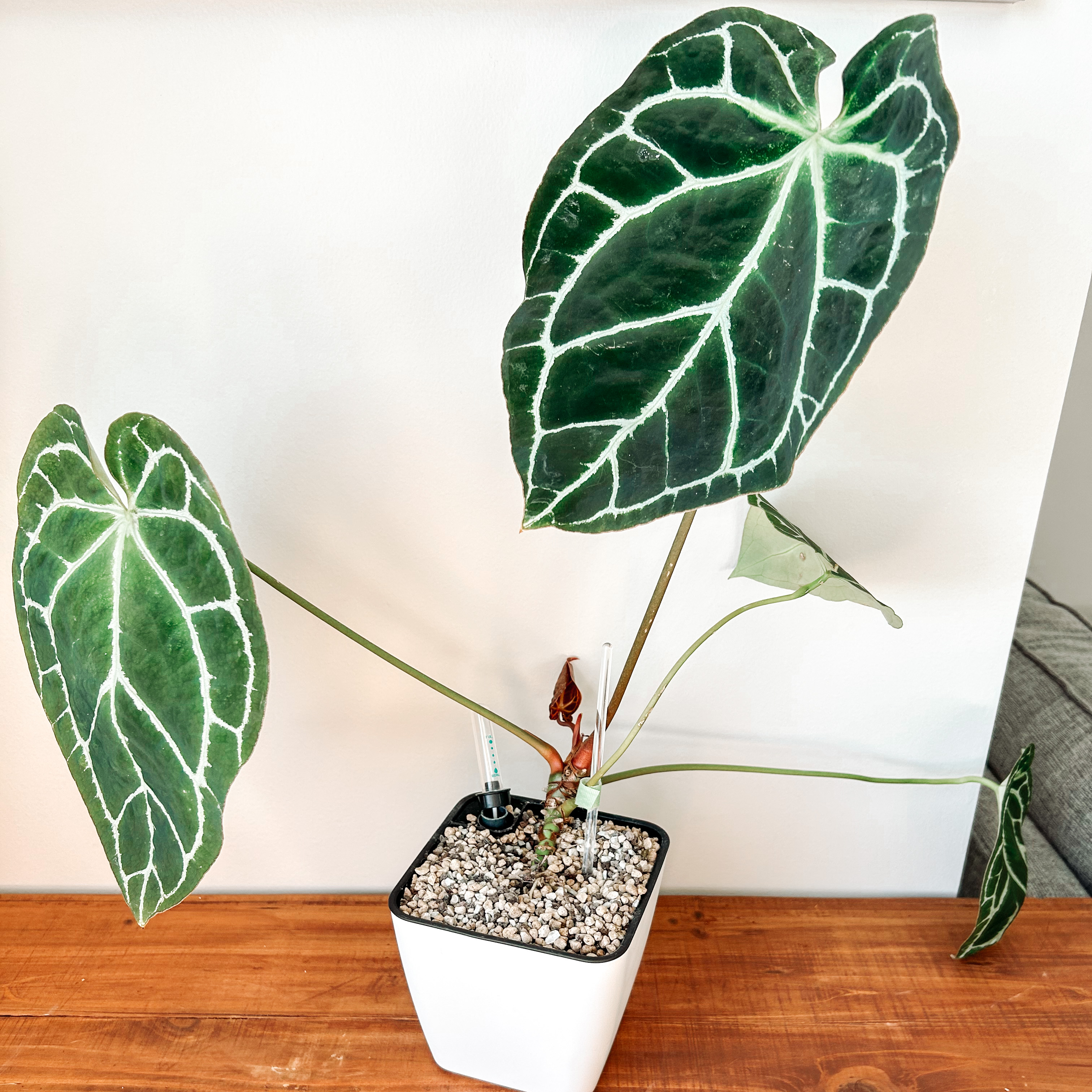 Crystal Anthurium plant with large, dark green leaves and white veins in a white pot.