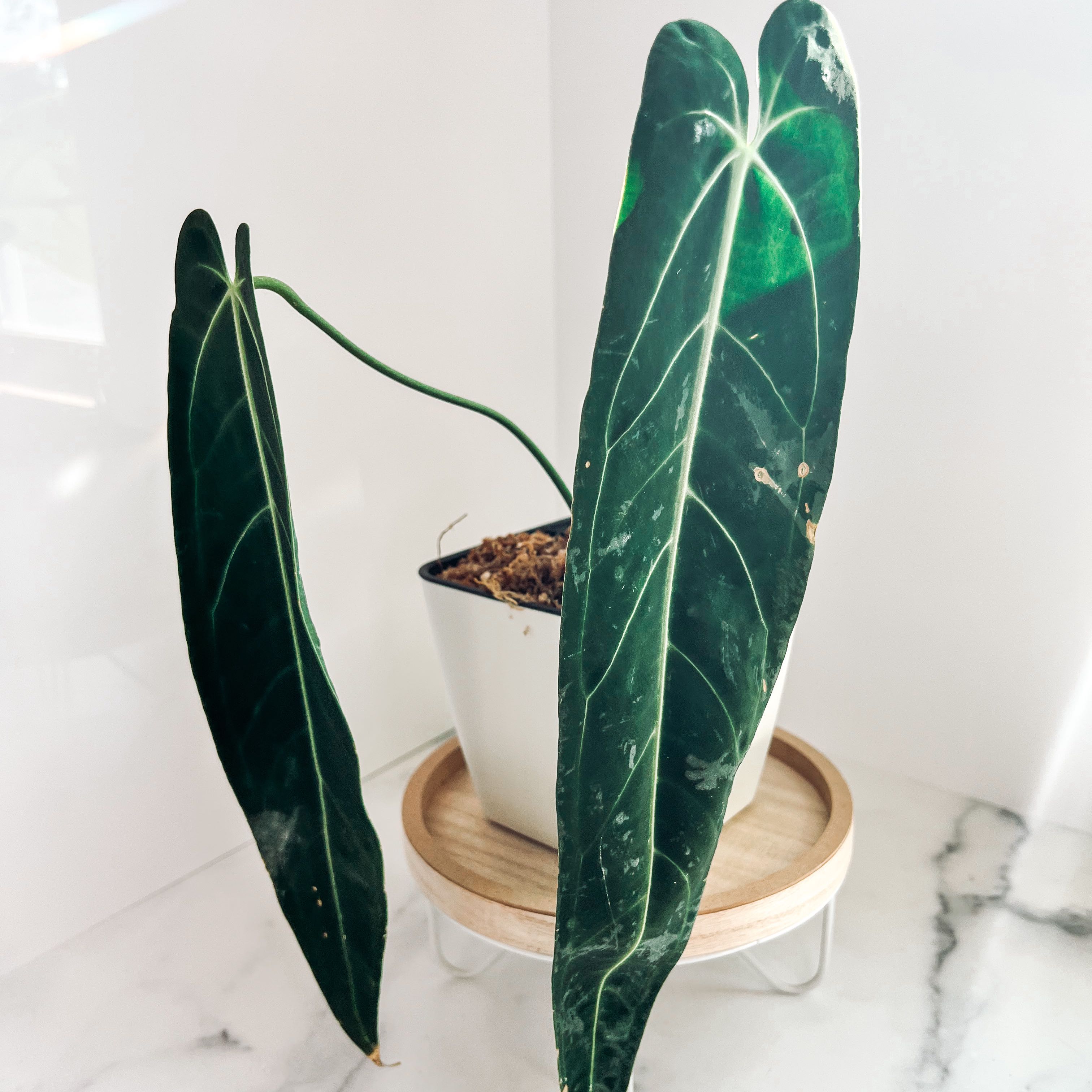 Anthurium warocqueanum plant with two large, dark green leaves in a white pot on a wooden tray.