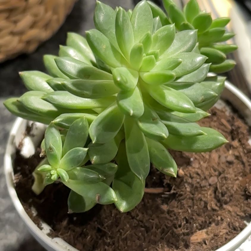 Photo of the plant species Pachyveria Spring Bouquet by @MajorBoglaurel named Larry on Greg, the plant care app