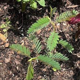 Photo of the plant species Showy Partridgepea by @CleverVelvetash named Queen on Greg, the plant care app