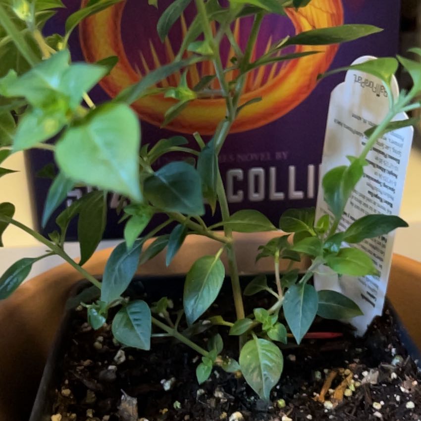 Photo of the plant species Cuphea Hybrid by @HoneyedAlbo21 named Athena on Greg, the plant care app