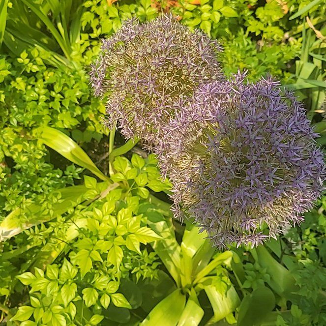 Photo of the plant species Portuguese Squill by @FitAjwain56 named Ulysses S Plant on Greg, the plant care app