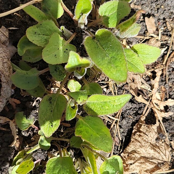 Photo of the plant species Black Bindweed by @FitAjwain56 named Lavender on Greg, the plant care app