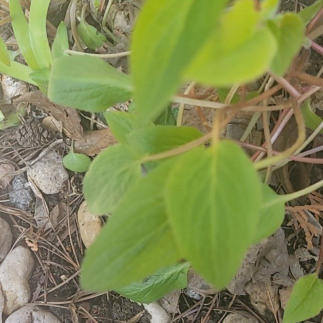 Photo of the plant species Beach Pea by @FitAjwain56 named Pax on Greg, the plant care app