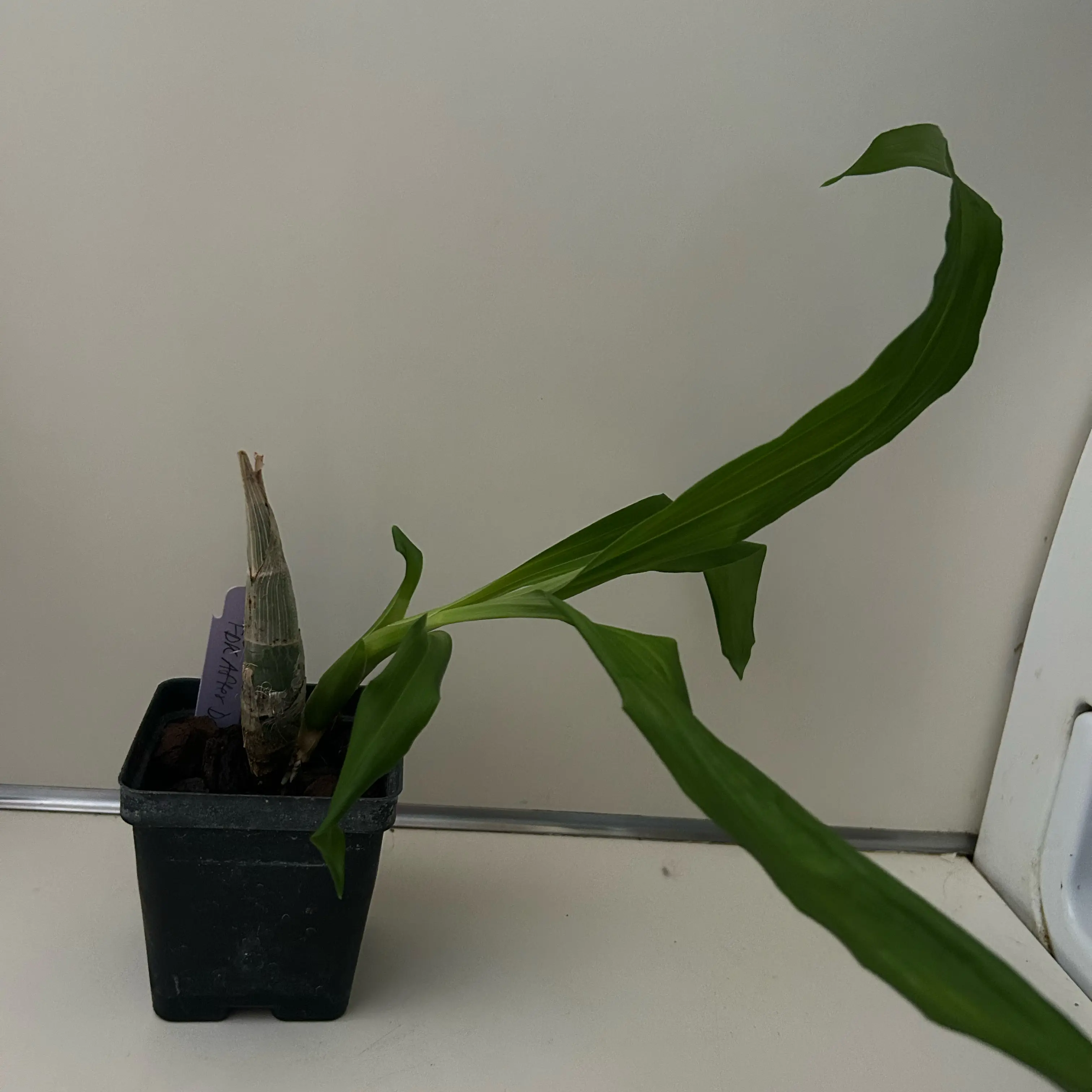 Photo of the plant species Black Pearl Orchid by @FairKonjac39 named Noire on Greg, the plant care app