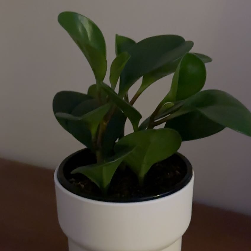 Photo of the plant species Himalayamix peperomia by @HomelyCacaotree named Terra on Greg, the plant care app