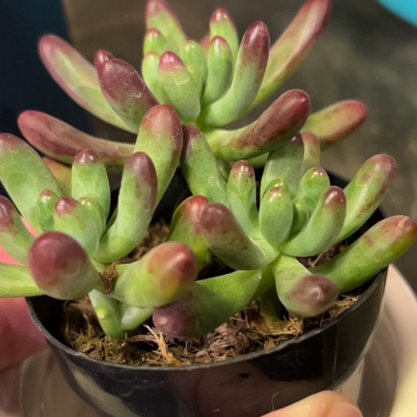 Photo of the plant species Sedum 'Salsa' by @MentorZucchini named Treeyoncé on Greg, the plant care app