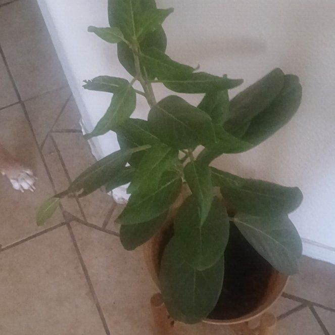 Photo of the plant species Sodom Apple by @DrivenNoni79 named Bella on Greg, the plant care app