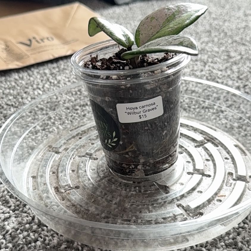 Photo of the plant species Hoya Carnosa 'Wilbur Graves' by @SpiffyJuniper10 named Darwin on Greg, the plant care app