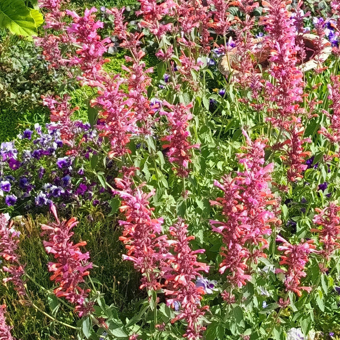 Photo of the plant species Garden Orache by @AwakeRosea40 named Sherlock on Greg, the plant care app