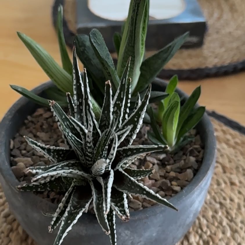 Photo of the plant species Pearl Plant by @TryLinnaeikunth named Winston on Greg, the plant care app