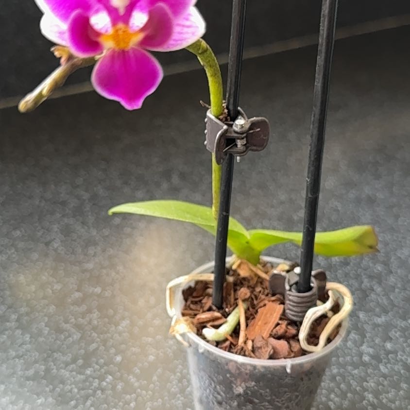 Photo of the plant species Purple Ground Orchid by @TryLinnaeikunth named Elle on Greg, the plant care app
