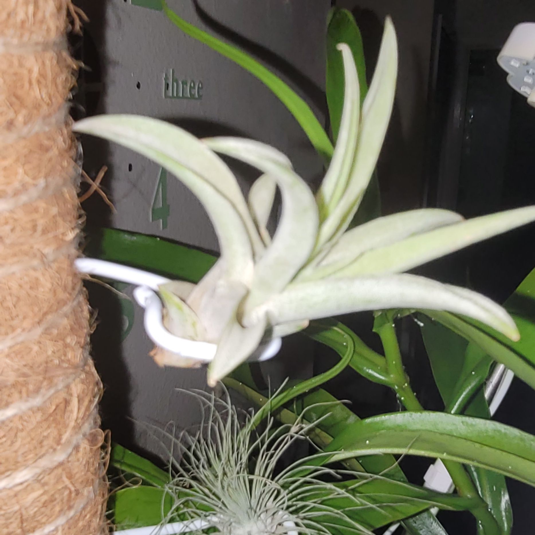 Photo of the plant species Capitata Air Plant by @FairOakmoss87 named Aristotle on Greg, the plant care app