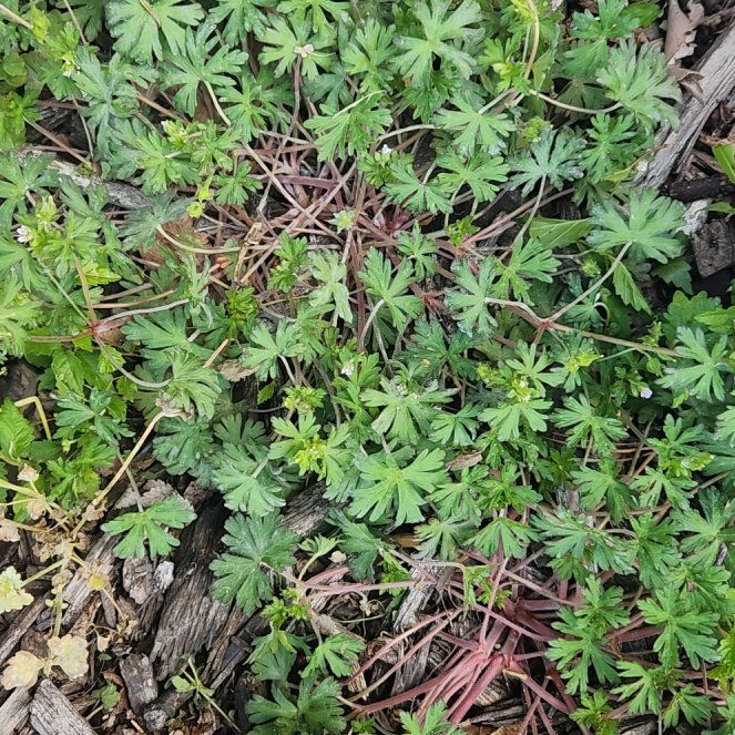 Photo of the plant species Carolina Crane's-Bill by @AceBlackbent46 named Bigleef Smalls on Greg, the plant care app