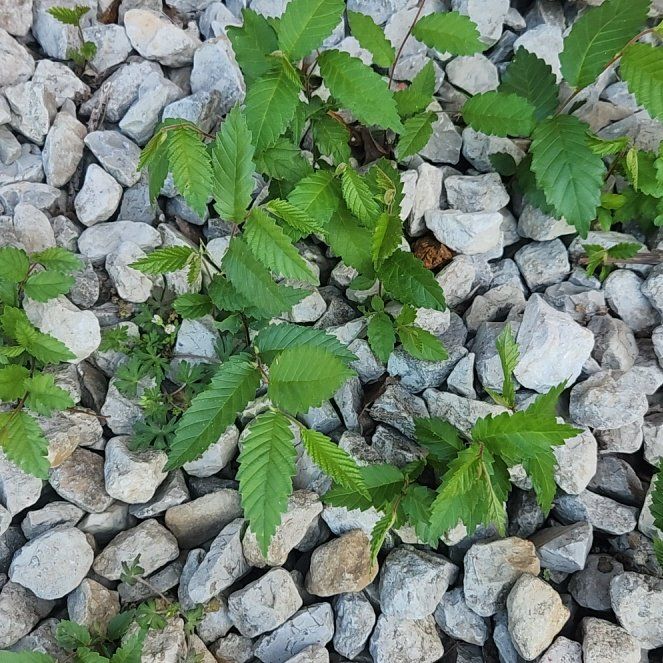 Photo of the plant species American Elm by @AceBlackbent46 named Duke on Greg, the plant care app