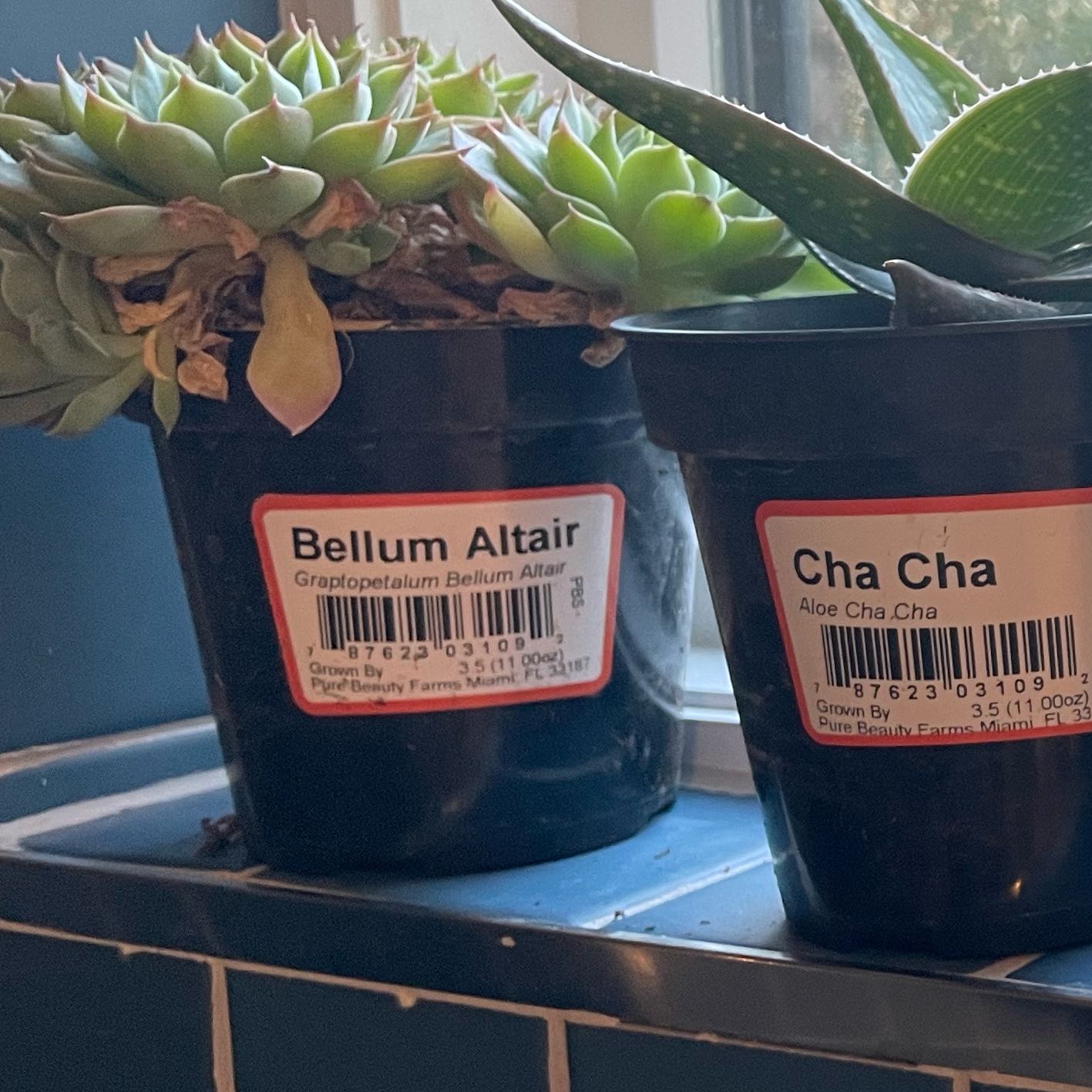 Photo of the plant species Bellum Altair by @JesterDaboecia named Bellum Altair on Greg, the plant care app