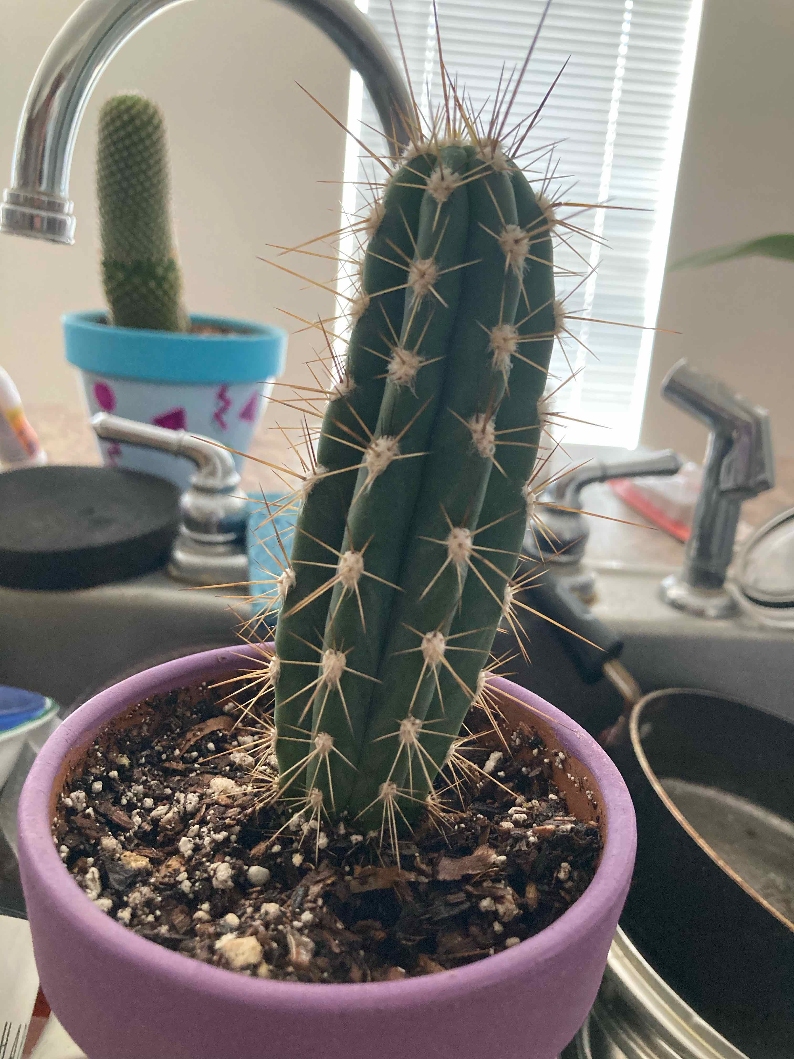 Toothpick Cactus in a purple pot with visible soil, well-framed and in focus.