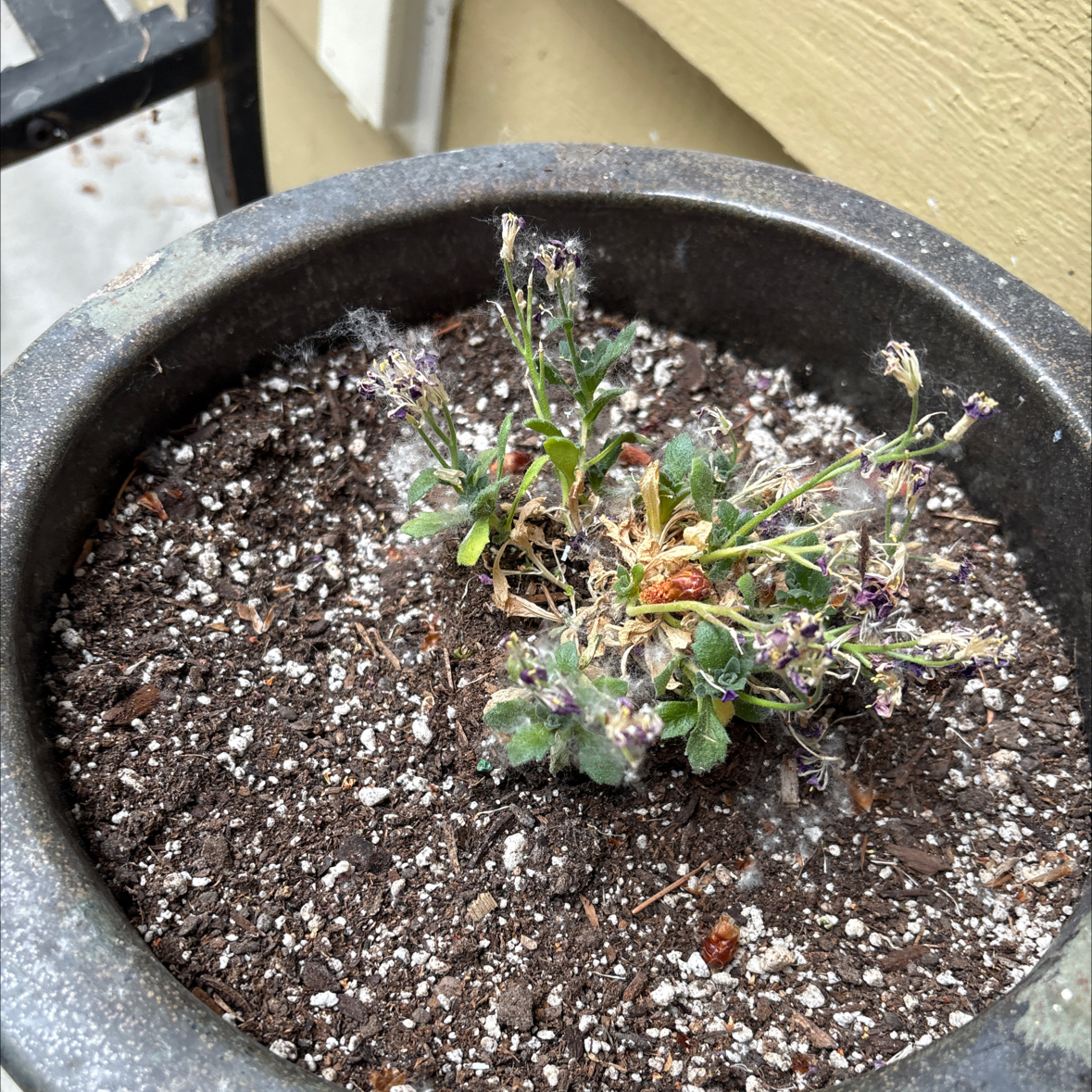 Photo of the plant species Lilacbush by @kittykupo named Nemo on Greg, the plant care app