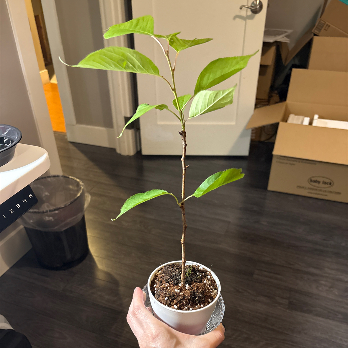 Photo of the plant species Bird Cherry by @kittykupo named Gobi on Greg, the plant care app