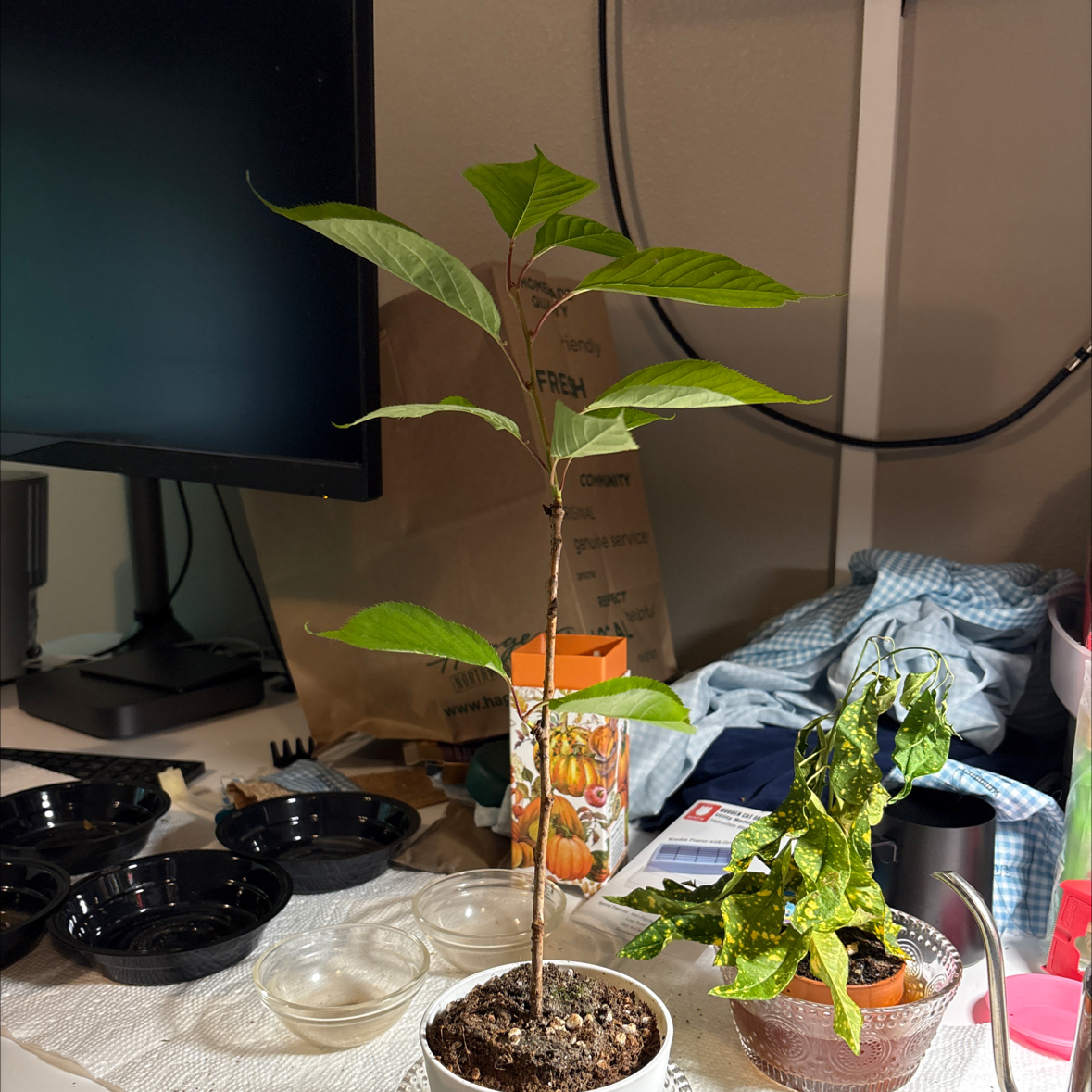 Photo of the plant species Bird Cherry by @kittykupo named Gobi on Greg, the plant care app
