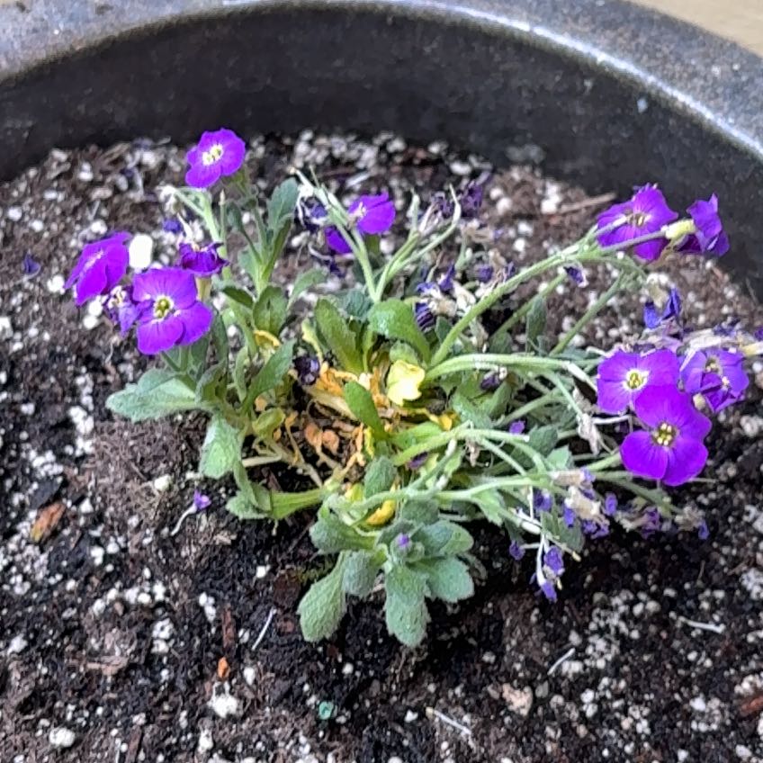 Photo of the plant species Lilacbush by @kittykupo named Nemo on Greg, the plant care app