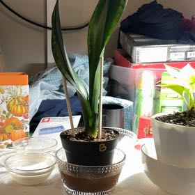 Photo of the plant species Whitney Sansevieria by @kittykupo named Britney on Greg, the plant care app