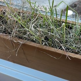 Photo of the plant species cat grass by @kittykupo named Cat grass on Greg, the plant care app