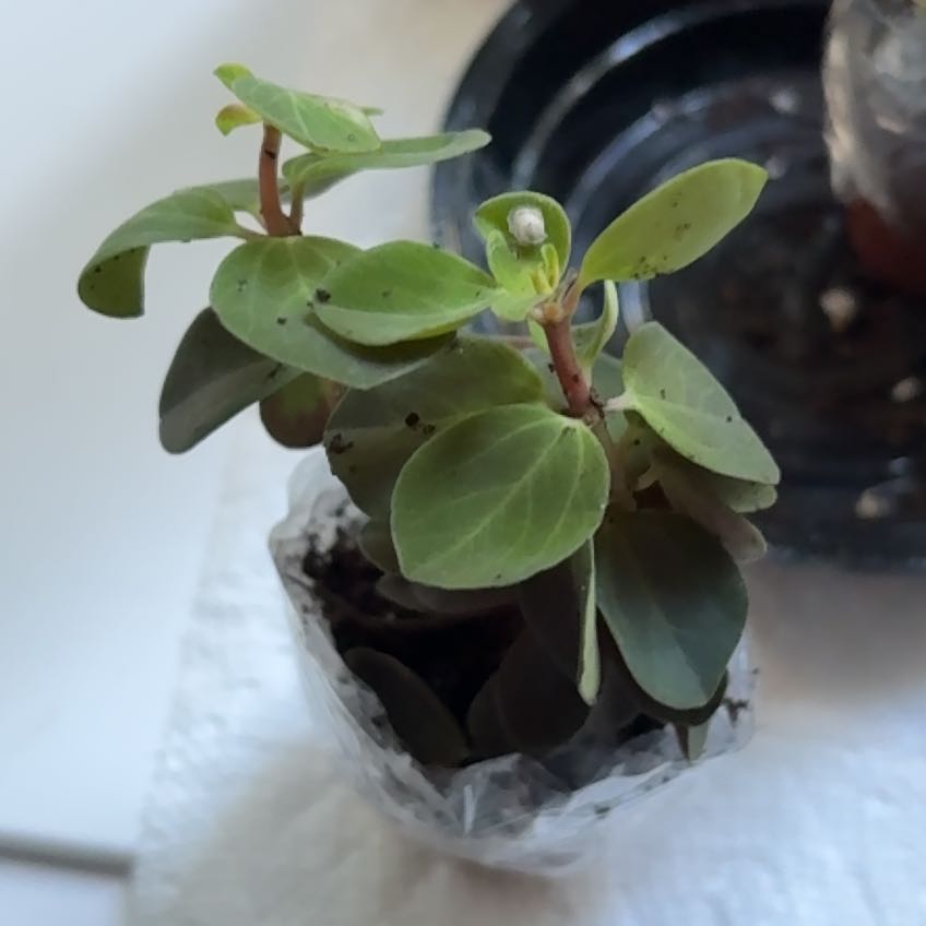 Photo of the plant species Caper Bush by @kittykupo named Kylie on Greg, the plant care app